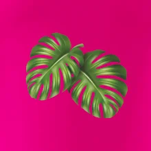 Monstera - dva listy