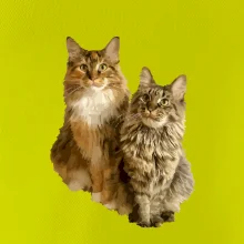 Mačky vectorizované (Moňas)