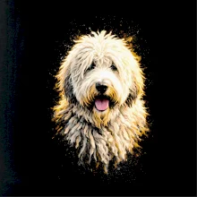 Obrázok poltón komondor hlava