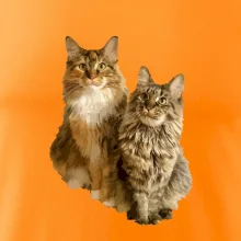 Mačky vectorizované (Moňas)