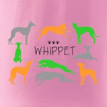 Whippet farebný