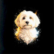 Obrázok poltón Maltipoo
