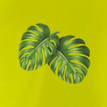 Monstera - dva listy