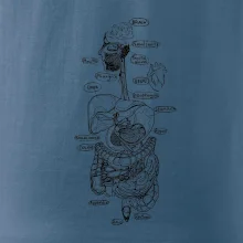 Skica ľudských orgánov