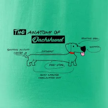 Jazvečík - Anatómia