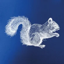 Veverička kresba