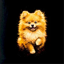 Obrázok poltón Pomoranský špic