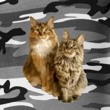 Mačky vectorizované (Moňas)