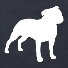 Americký stafordšírsky teriér Na prsníku