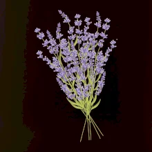 Levanduľa kreslená