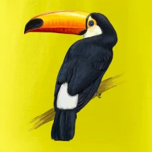 Tukan kreslený