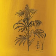 Konope kvietok čiernobiely  