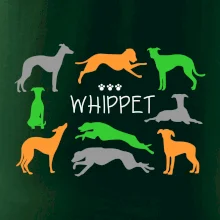 Whippet farebný