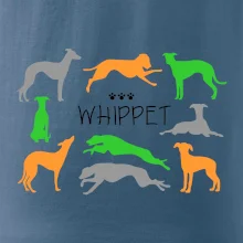 Whippet farebný
