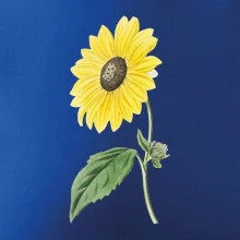 Slnečnica otočená