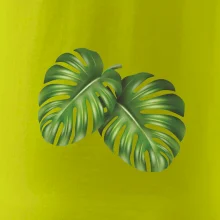 Monstera - dva listy Monstera - dva listy