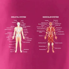 Skelet and Moscular system