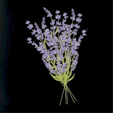 Levanduľa kreslená Levanduľa kreslená