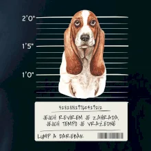 Baset - lump a darebák   Baset - lump a darebák