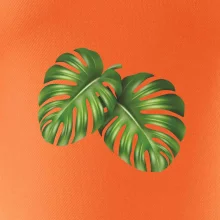 Monstera - dva listy