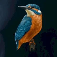 Ľadnáčik kreslený