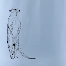 Surikata čierna kresba