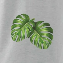 Monstera - dva listy