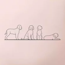 Lagotto romagnolo postavy linka