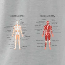 Skelet and Moscular system Skelet and Moscular system