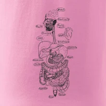 Skica ľudských orgánov