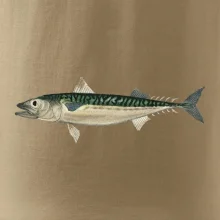 Makrela obecná Makrela obecná