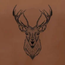 Jeleň kresba Jeleň kresba