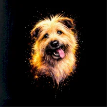 Obrázok poltón Briard