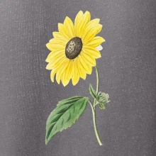 Slnečnica otočená