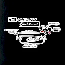 Jazvečík - Anatómia