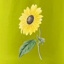 Slnečnica otočená