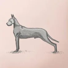 Vintage Great dane