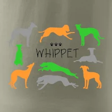 Whippet farebný