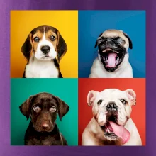 Psi šteňatá koláž