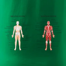 Skelet and Moscular system