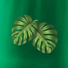 Monstera - dva listy