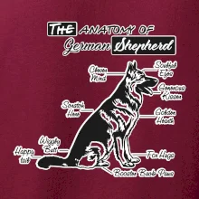 Nemecký ovčiak - Anatómia