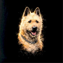 Obrázok poltón belgický ovčiak laekenois