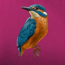 Ľadnáčik kreslený