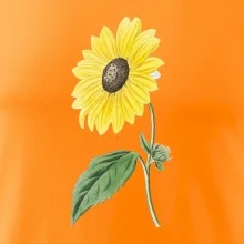 Slnečnica otočená