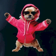 Yorkšír v mikine Yorkšír v mikine