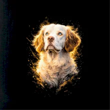 Obrázok poltón Clumber španiel