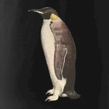 Tučniak kreslený vodovými farbami