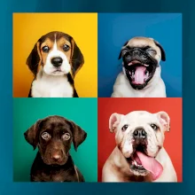 Psi šteňatá koláž