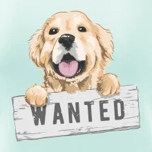 Zlatý retriever - šteniatko wanted